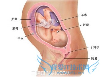 怀孕30周之后胎儿发育标准 52IJ母婴教育