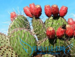 孕妇能吃仙人掌果吗 52IJ母婴教育