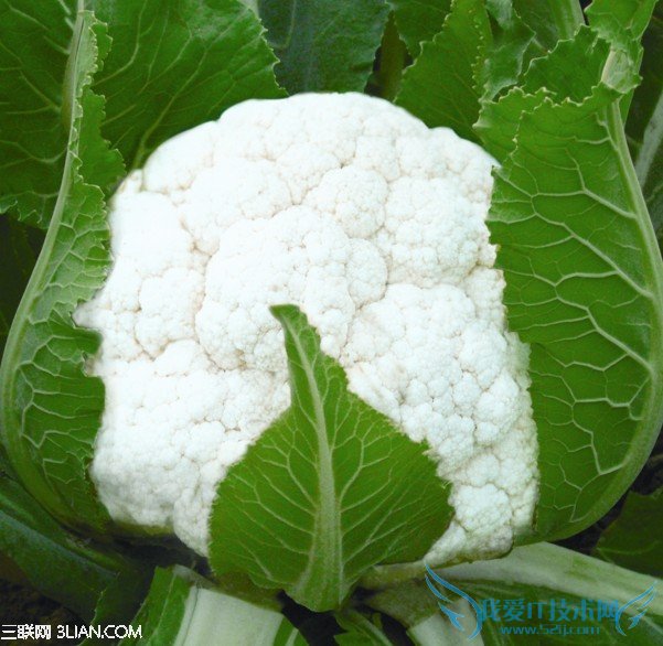 孕妇适合吃哪些蔬菜 52IJ母婴教育