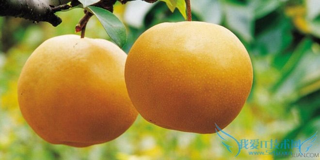 孕妇可以吃龙眼吗 宜吃水果盘点