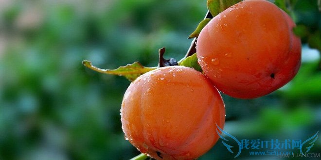 孕妇可以吃龙眼吗 宜吃水果盘点