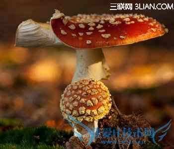 孕妇吃灵芝有什么好处 52IJ母婴教育