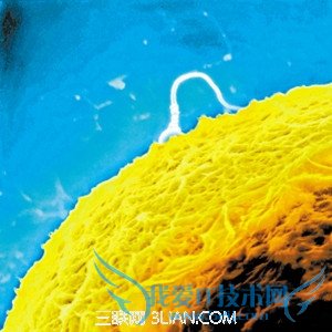 孕酮怎么查 52IJ母婴教育