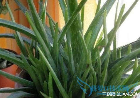 孕妇室内可以养的几种植物 52IJ母婴教育