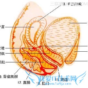 ̥ϵ           52IJĸӤ