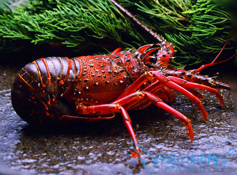 孕妇能吃龙虾吗 52IJ母婴教育