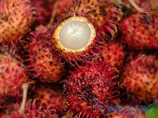 孕妇能吃红毛丹吗 52IJ母婴教育