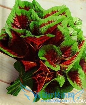 �и����Գ�Ұ���� 52IJĸӤ����