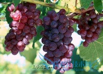 孕妇能吃葡萄吗-52IJ母婴教育阅读