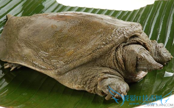 孕妇可以吃甲鱼吗 52IJ母婴教育