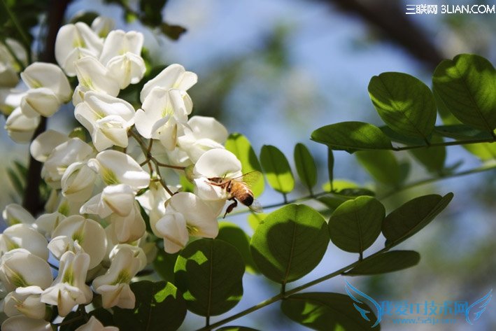 孕妇能吃槐花吗 52IJ母婴教育