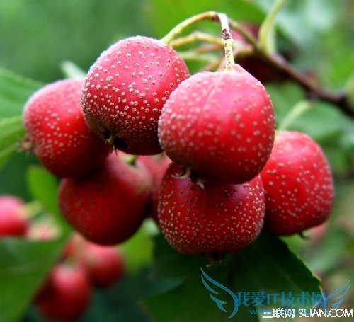 孕妇冬天吃什么水果好 应季水果更加营养健康