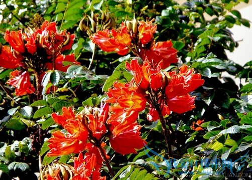 ľĹЧԼʳ       52IJ