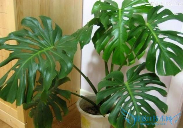 Ӧ֪22ֲ          52IJ