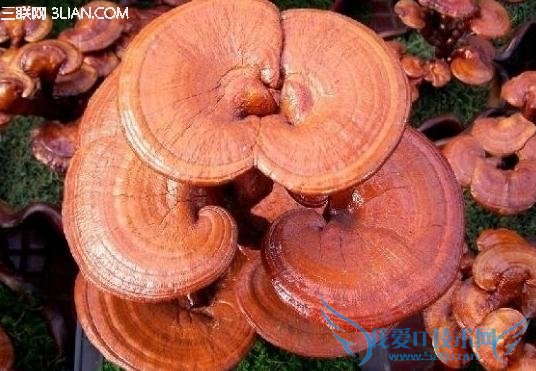 如何挑选灵芝 52IJ