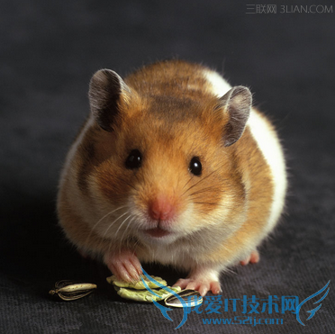 家里有老鼠怎么办 52IJ