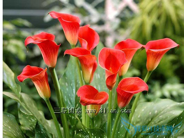 九种花卉适合居室摆放-52IJ阅读