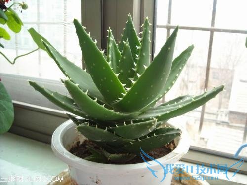 ַڻЧֲ          52IJ