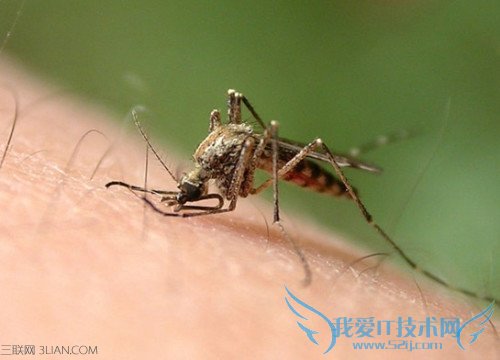 哪个血型比较招蚊子 52IJ