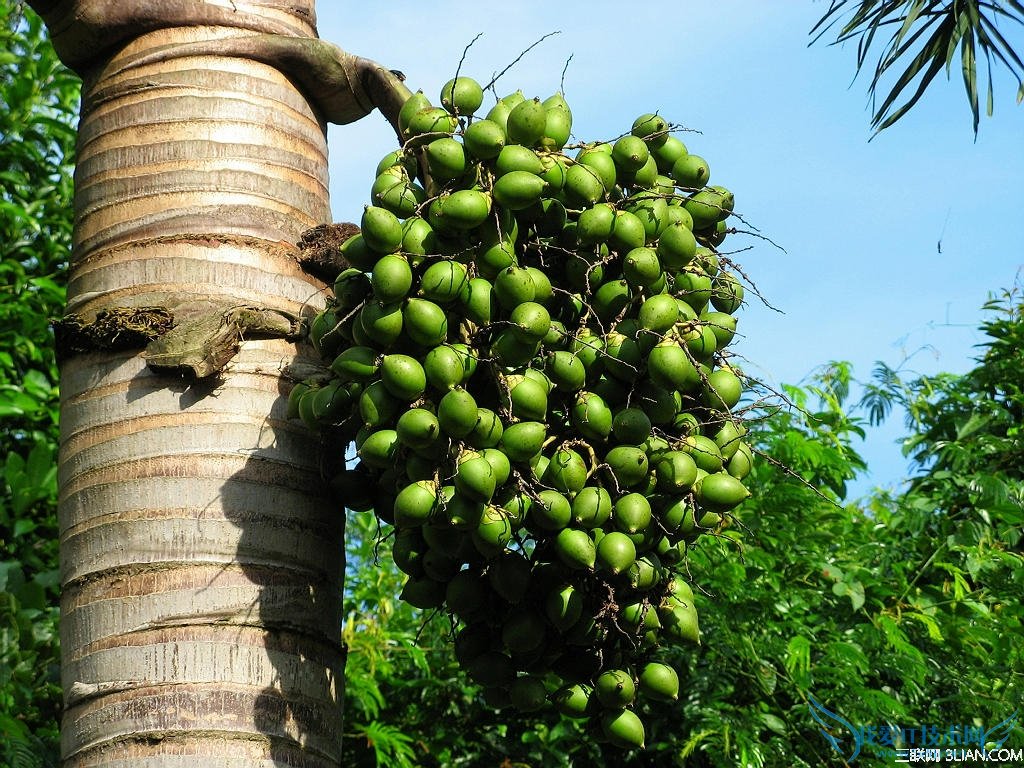 常嚼槟榔为什么容易致癌? 52IJ