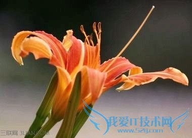 母亲节送什么花 52IJ
