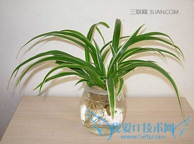 ·װ޺ʲôֲ     52IJ