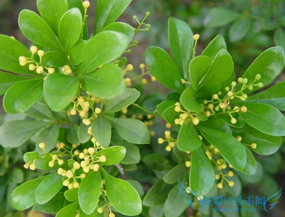 防蚊虫的植物有哪些? 52IJ