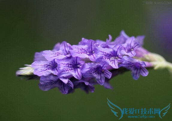 防蚊虫的植物有哪些? 52IJ