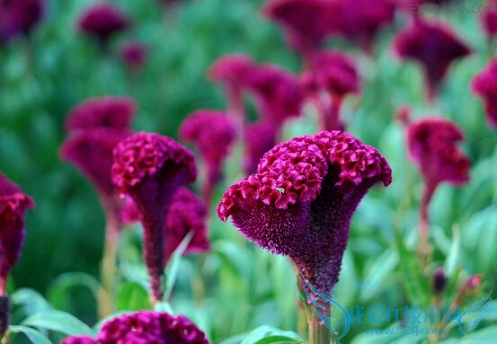 鸡冠花药用功效及其作用 52IJ