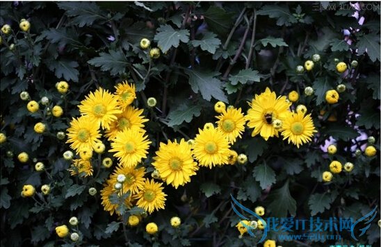 վ軨շԱ       52IJ