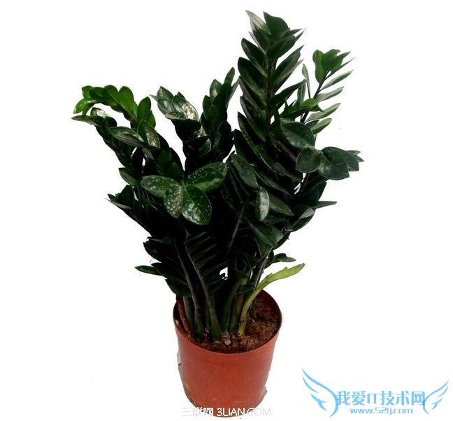 Åè¾°ÈçºÎÑ¡Åè 52IJ