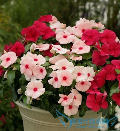 长春花的功效与作用 52IJ