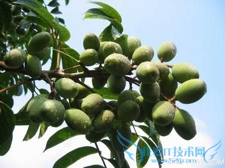 θ֮魵ĹЧ       52IJ