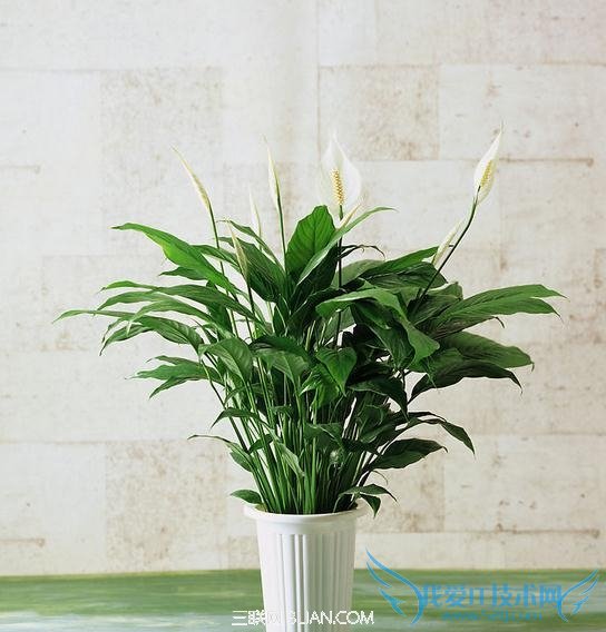 家中应放些能净化空气的植物 52IJ