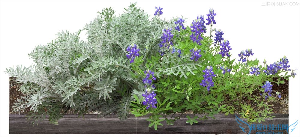 家庭养花黄叶的四种原因 52IJ