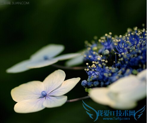 八仙花的药用功效及其作用 52IJ