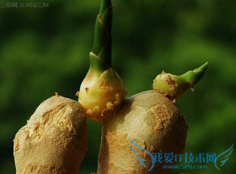 如何保存生姜 52IJ