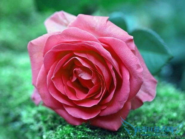 ʺϼֳͥĻ          52IJ