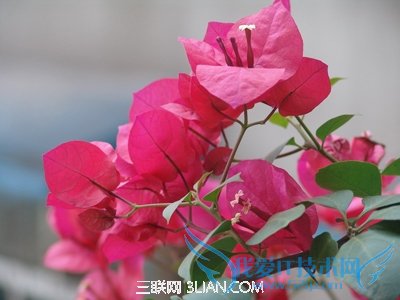 家庭如何更好养护三角梅 52IJ