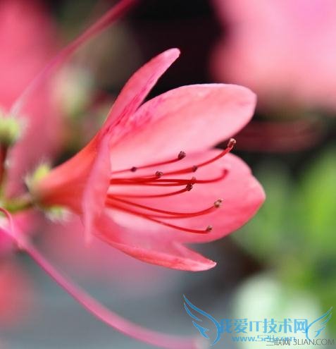 杜鹃花有什么象征意义 52IJ