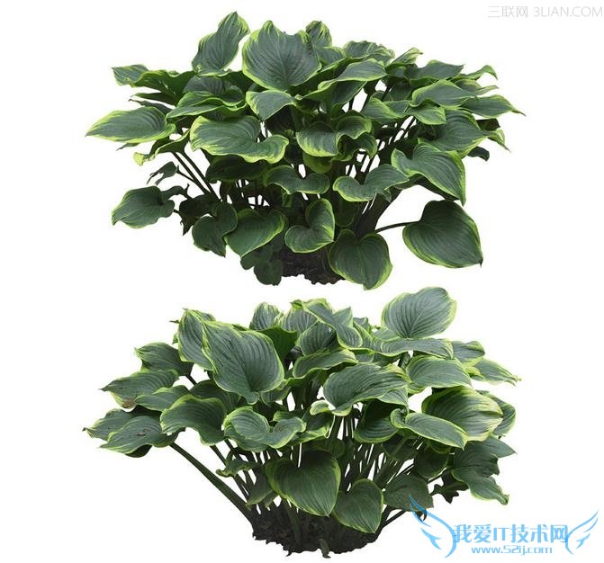 卧室摆放花卉的三大讲究 52IJ