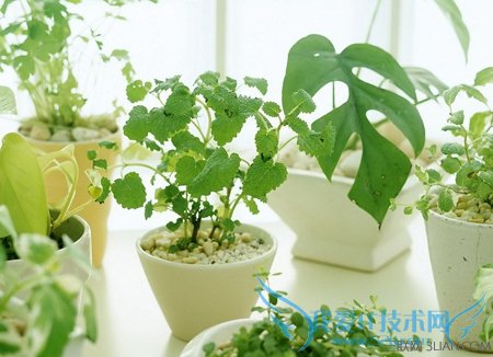 在家养花有什么好处 52IJ