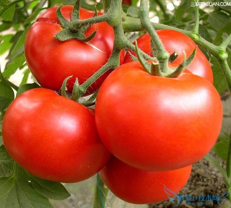 16种食物放冰箱易发霉变质 52IJ