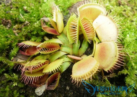 猪笼草是怎么吃虫子的呢 52IJ