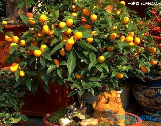 哪些植物能转运 52IJ