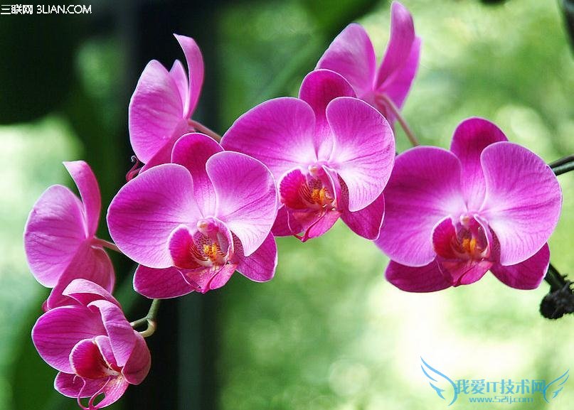 ҿѡʲôֲã     52IJ