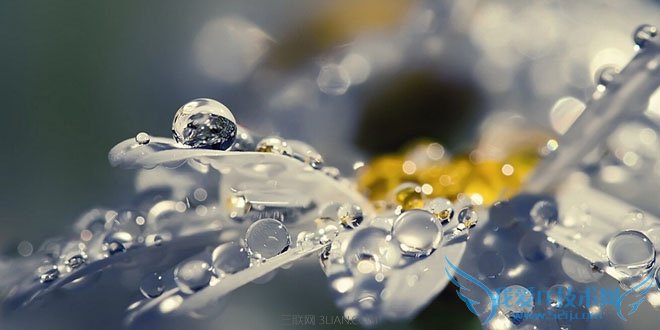 菊花的花语是什么 52IJ