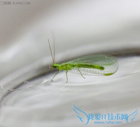 Сɳô죿Сɳķ     52IJ