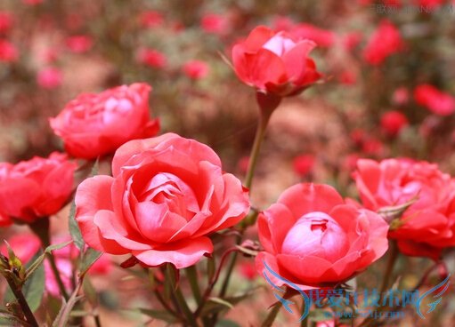 月季的功效和作用 52IJ