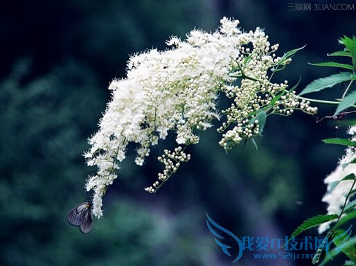 ѩĹЧЩ          52IJ